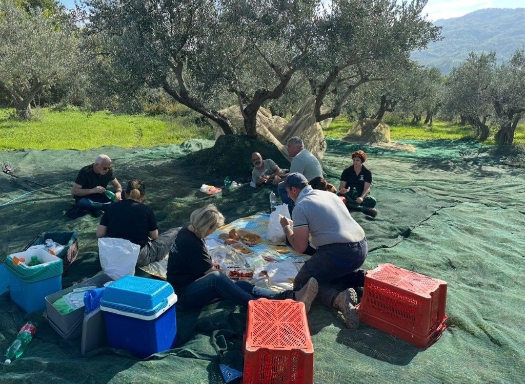 Lunch among the olive trees during the harvest experience in Roccavivara