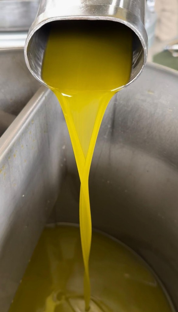 Extra virgin olive oil pouring from the mill