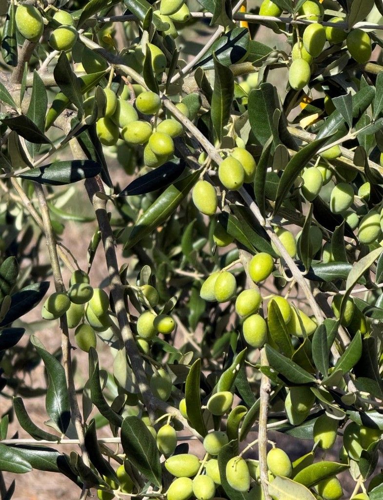 Green olives on the tree in Roccavivara