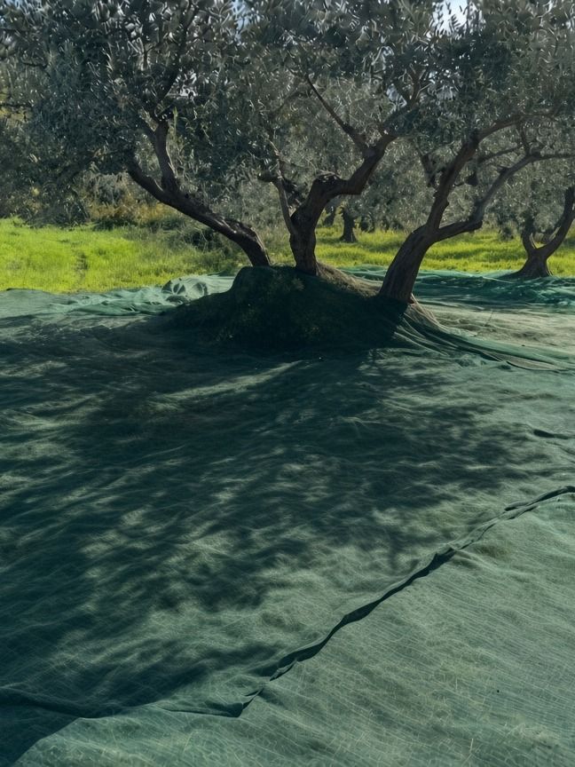 Harvest nets spread among the olive trees in Roccavivara
